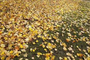 feuillage sur l'herbe, automne photo