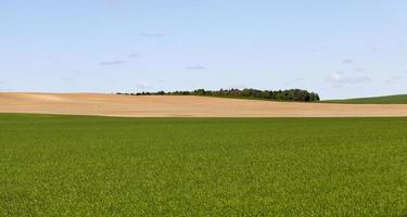 herbe verte naturelle photo