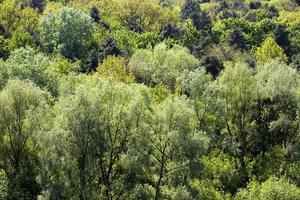 arbres et plantes photo