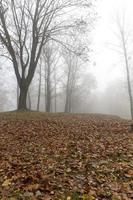 parc arboré photo