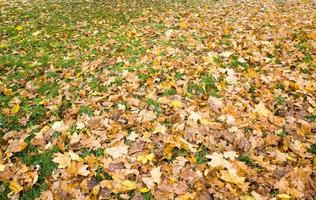 chute des feuilles des arbres photo