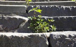 l'herbe verte a poussé sur l'escalier photo