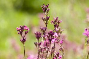 petites fleurs sauvages rouges photo