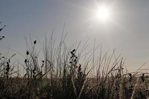 herbe avec cristaux de glace photo