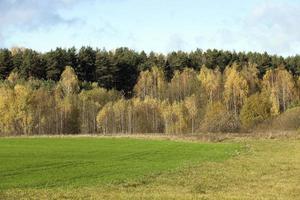 forêt en automne photo