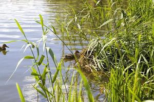 canards dans le lac photo