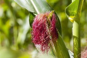 champ agricole avec une culture photo