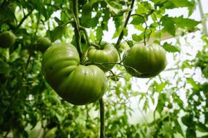 maturation des fruits de la tomate parmi le feuillage vert dans une serre un jour d'été photo