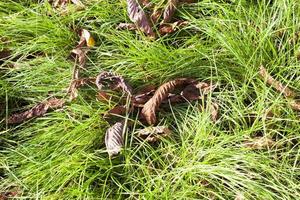 feuilles d'automne sur l'herbe photo