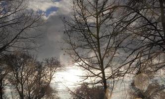 arbres sous la neige photo