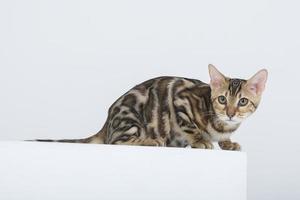 charmant chat bengal posant dans un studio photo
