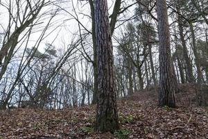 forêt d'érables en automne photo