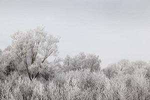 arbres dans le gel photo