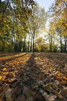 érables jaunis en automne photo