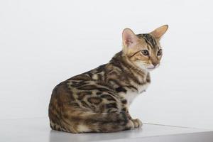 charmant chat bengal posant dans un studio photo