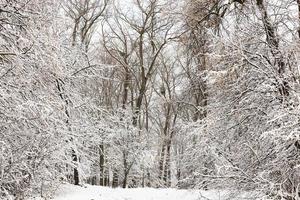 arbres et buissons couverts de neige photo