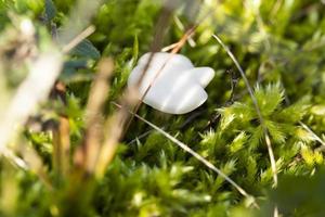 champignon blanc, gros plan photo