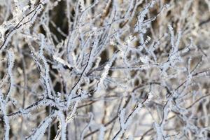 couvert d'arbre de givre photo