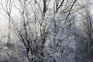 givre sur les branches d'arbres photo