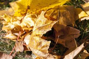 les feuilles d'érable tombées photo