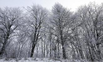 forêt d'hiver, arbres photo