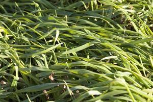 pousses vertes d'herbe photo