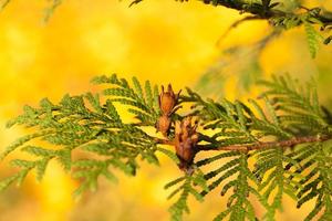 les aiguilles et les arbres tombent photo