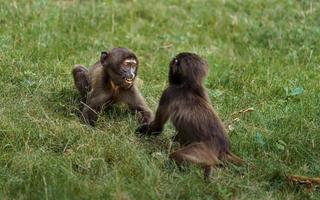 portrait de gelada photo