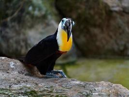 canal facturé toucan photo