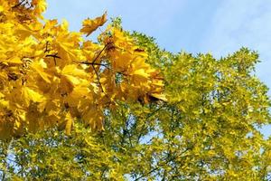 feuillage d'érable jaune photo