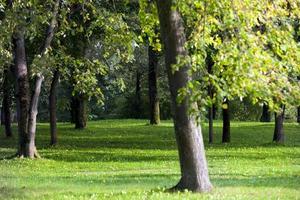 arbres à feuilles caduques dans le parc photo