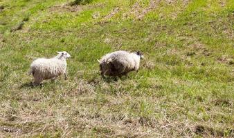 mouton poil long photo