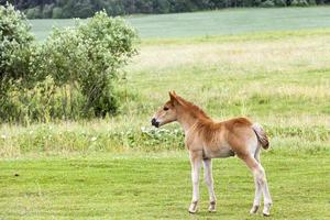 poulain de cheval, champ photo