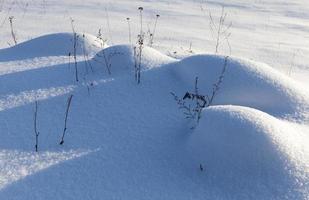 la neige recouvre l'herbe et les plantes sèches photo