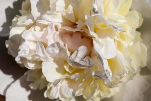 pivoines blanches qui fleurissent en été photo