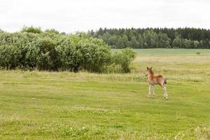 cheval poulain, champ photo