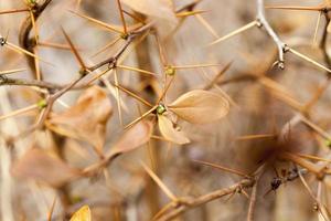 branches d'une plante photo