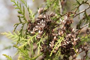 graines de sapin, gros plan photo