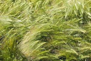 activité agricole pour la culture du blé photo
