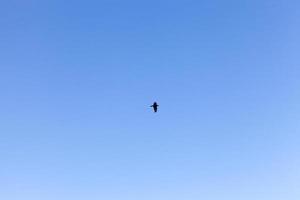 silhouette d'un oiseau solitaire photo
