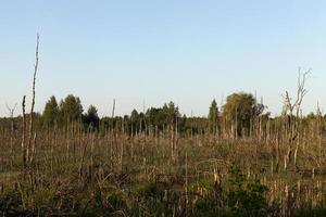 marais artificiel, gros plan photo