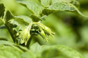 fleurs sur pomme de terre photo