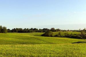 herbe verte, champ photo