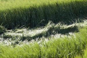 céréales vertes, gros plan photo