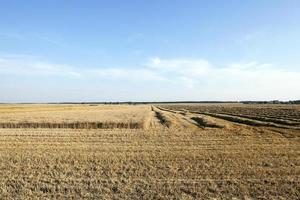 champ de récolte de céréales photo