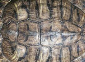 tortue à ventre rouge, gros plan photo