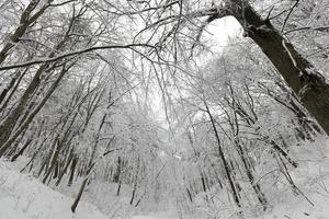 un grand nombre d'arbres feuillus nus en hiver photo