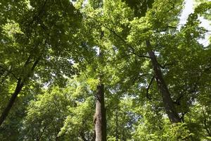 arbres couverts de feuillage vert en été photo