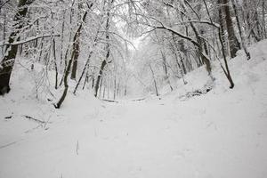 parc d'hiver avec des arbres sans feuillage photo