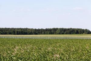 un champ agricole où l'on fait pousser des céréales photo